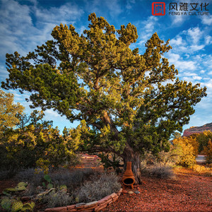 曰本肉体进入HDXxXXX
